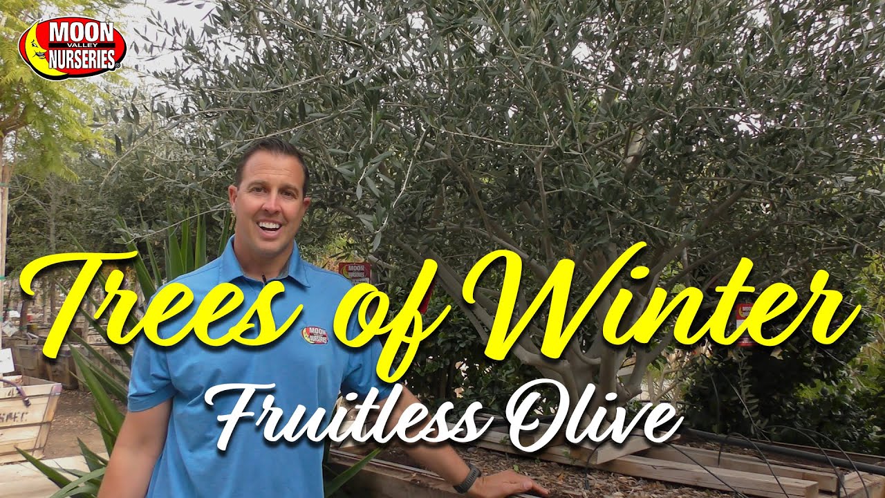 Trees of Winter: Fruitless Olive
