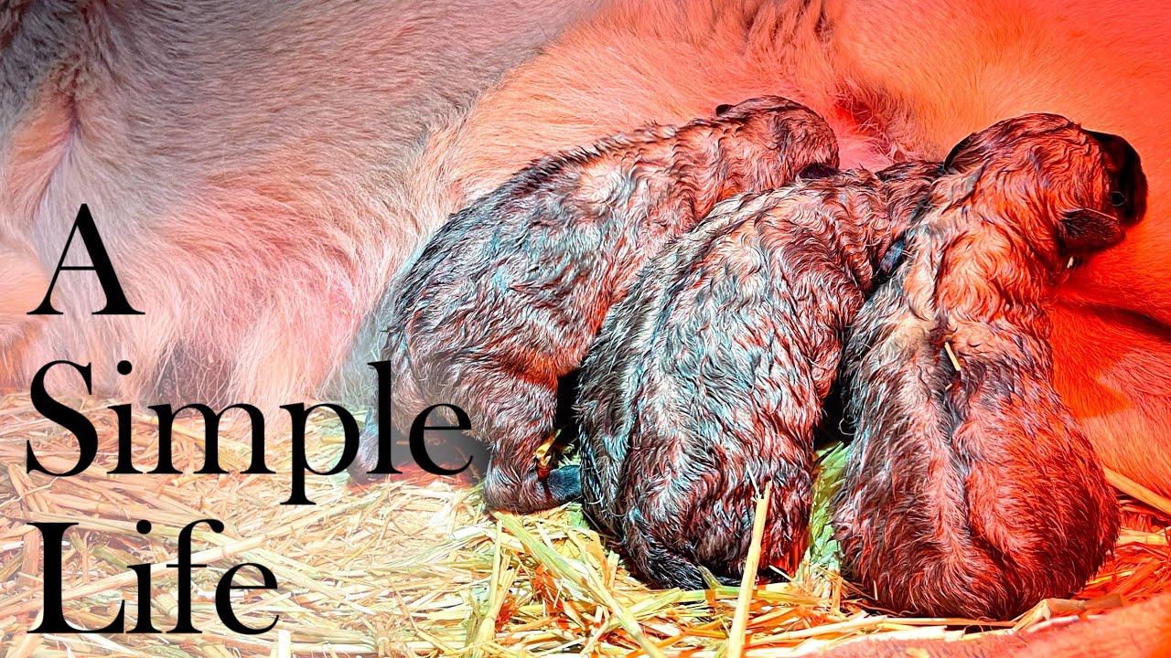 Livestock Guardian Dog gives birth.  Puppies!