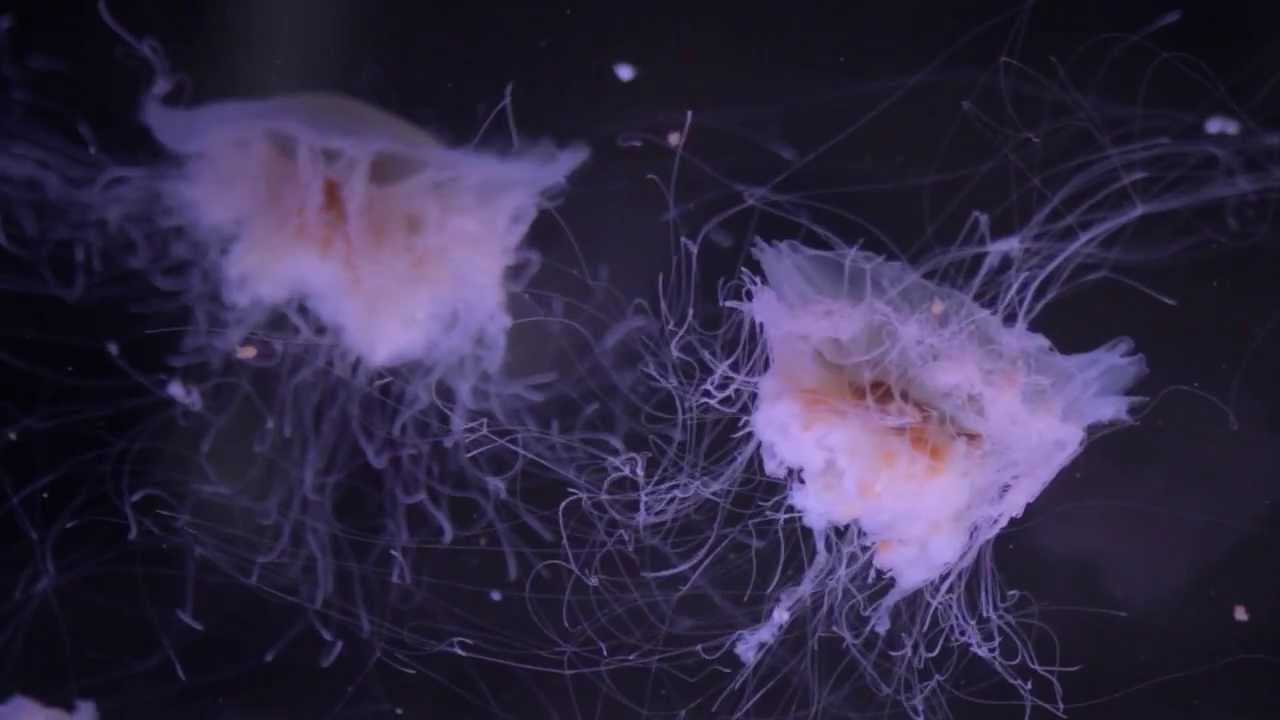 Mote Marine Laboratory and Aquarium