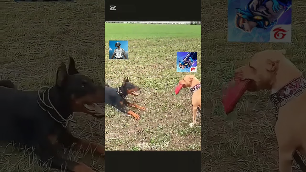 free fire legend #freefire #garenafreefire #zufarmax #otamff #shorts #youtubeshorts