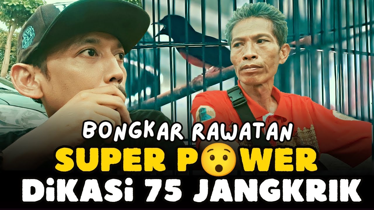Rawatan Super Power Jangkrik 75 Ekor #DenidenTanyaJawra