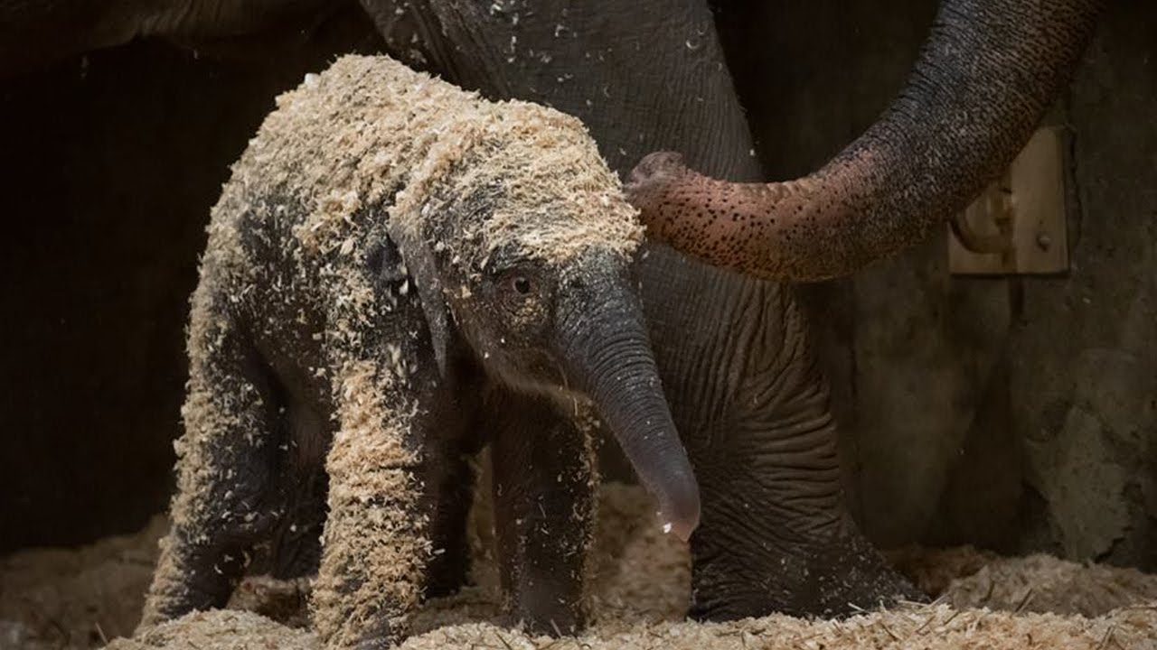 Columbus zoo announces sudden death of newborn elephant calf