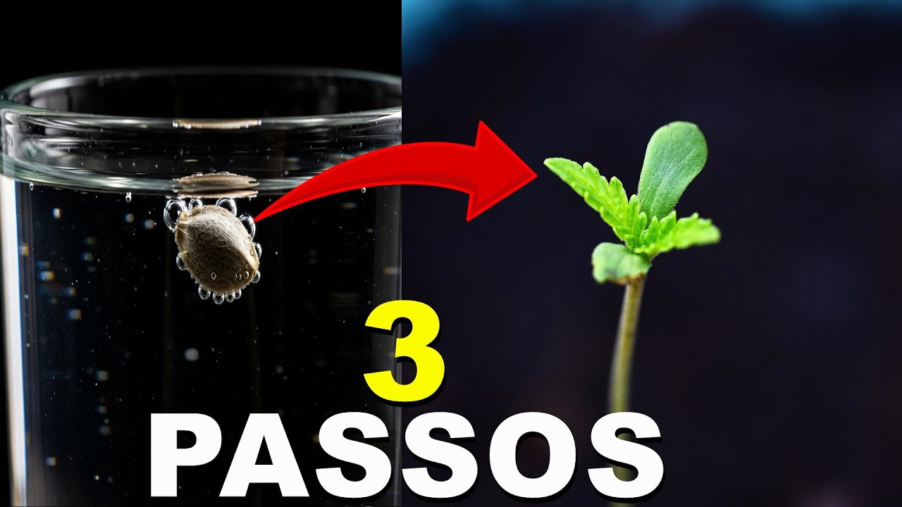 3 PASSOS COMO GERMINAR SEMENTE MACONHA RAPIDO E FACIL