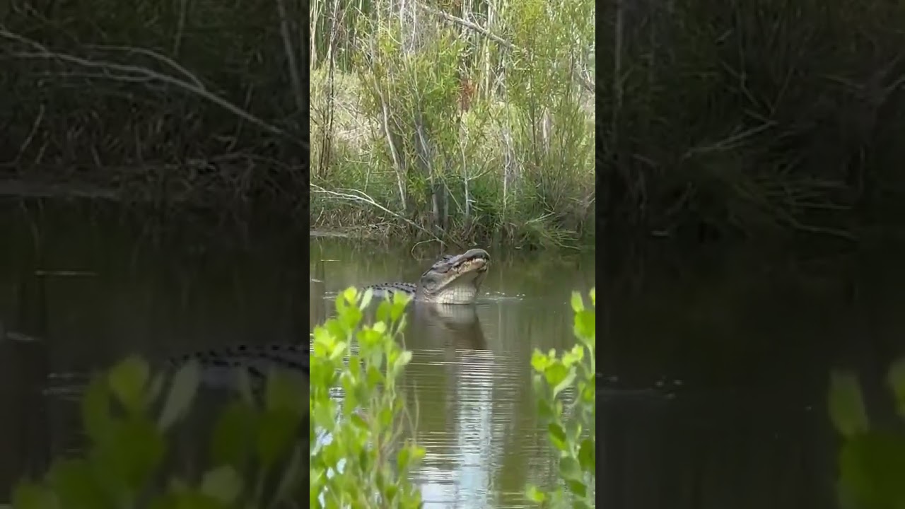 Alligator mating call ‼️‼️ 