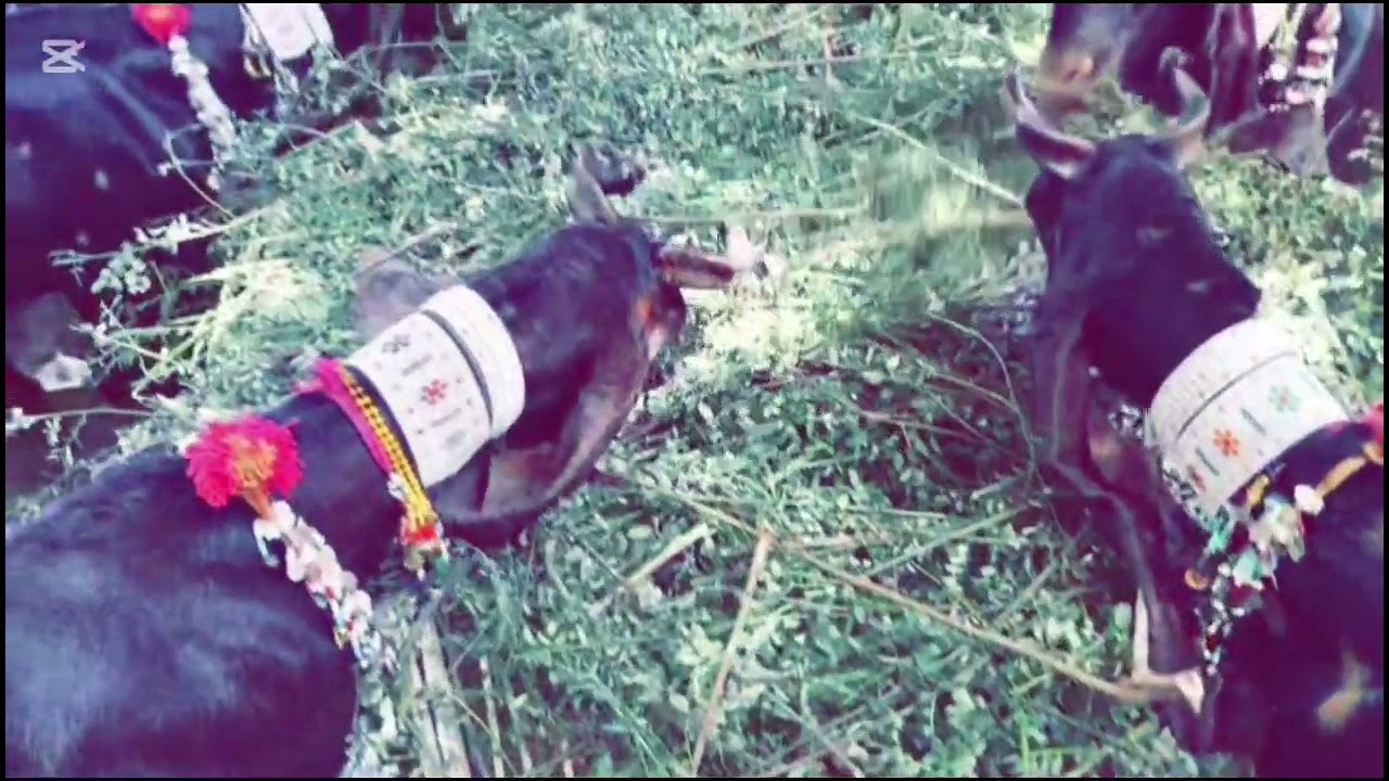Kamori Goat record sell price 4 million. ایک کاموری بکری 8 لاکھ سے 40 لاکھ تک ہوتی ہے #viral #goat 