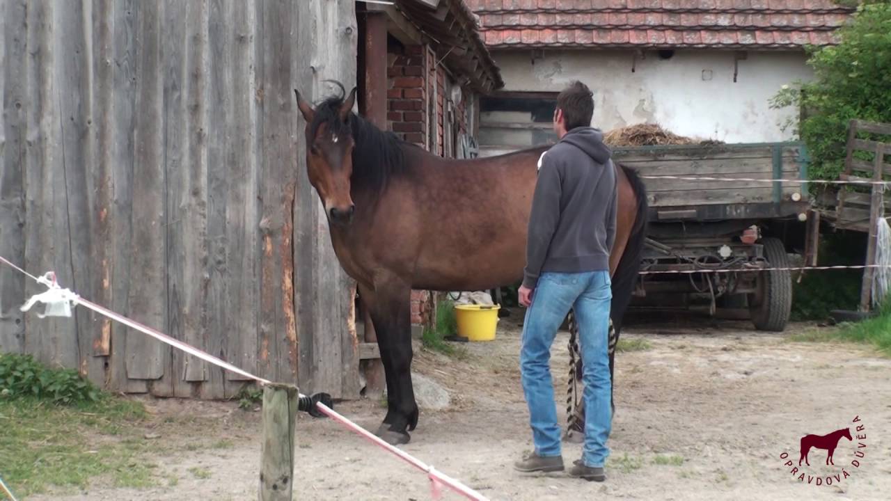 How to catch your horse in a pasture?