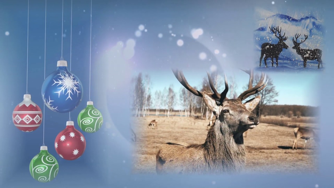 Christmas Cards 2018 - Stags in the snow
