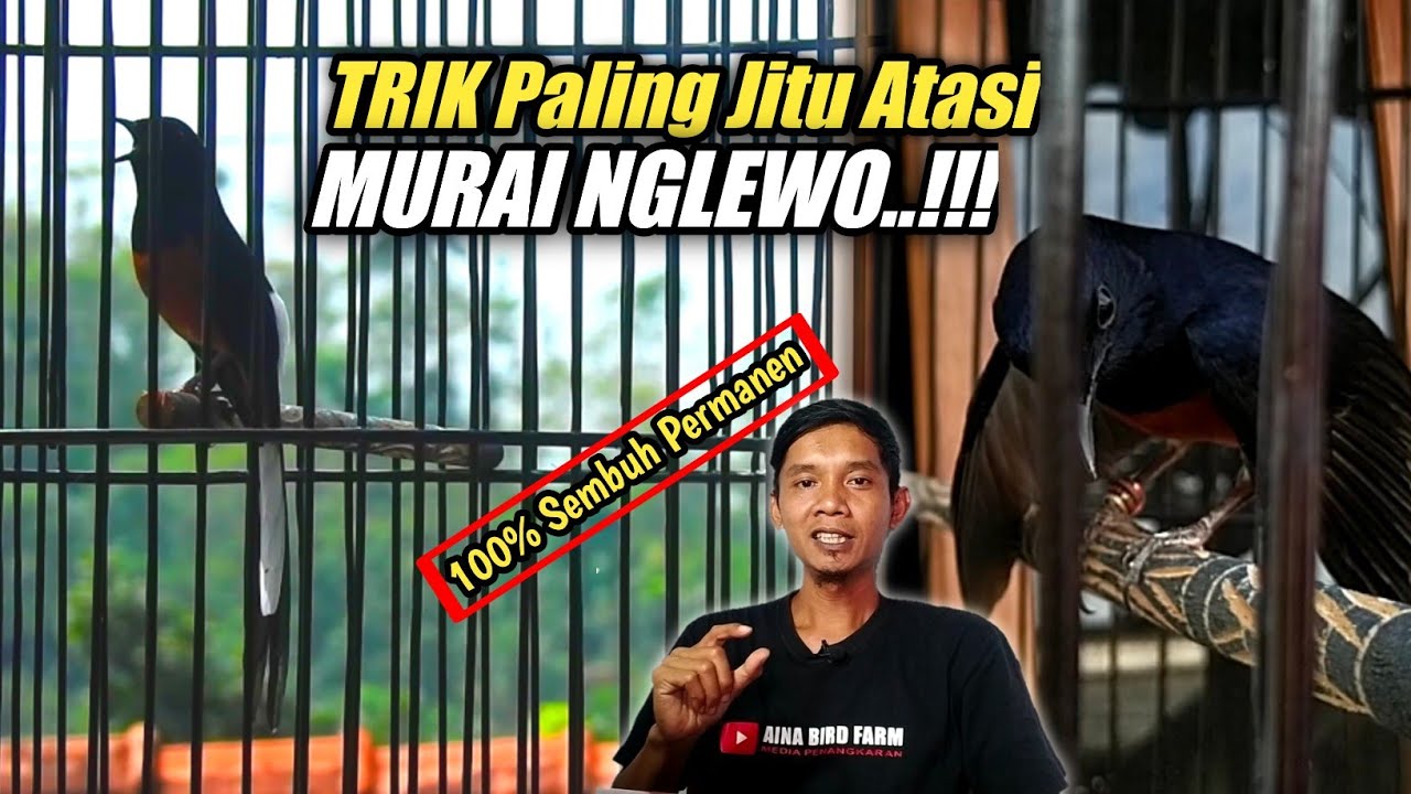 MURAI Nglewo Sembuh TOTAL 100% Dengan TRIK ini