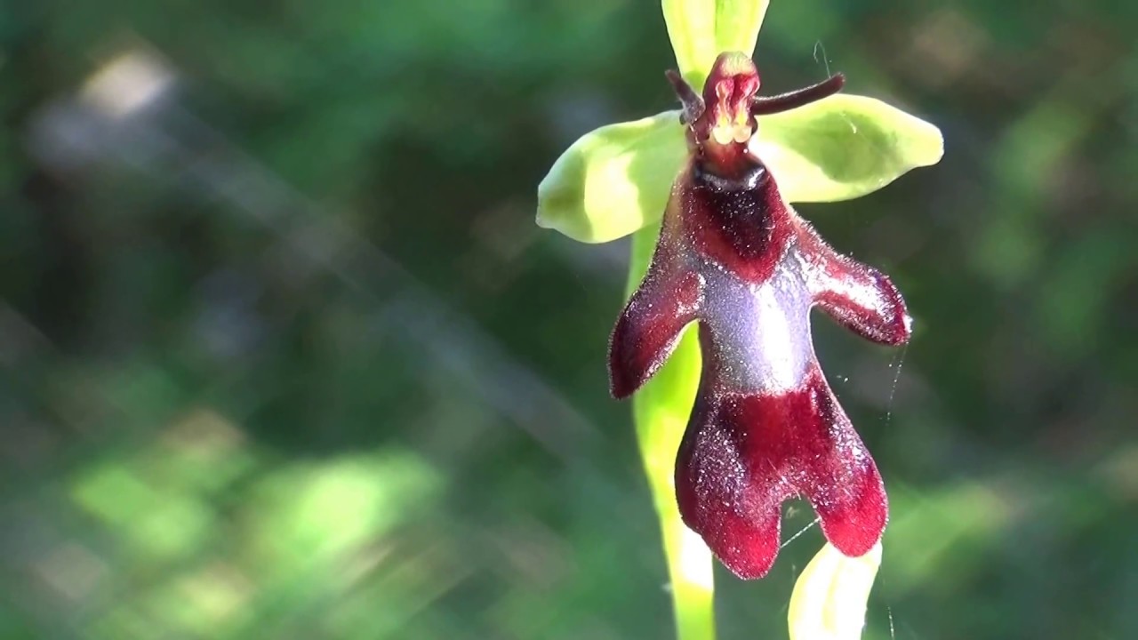 Orchis pyramidal, orchis moucheron, ophrys mouche...