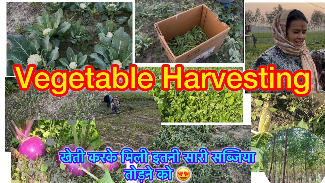 Farm में इतनी सारी Organic सब्जिया😍| Vegetable Farm🥬 || Kajal bohra 03