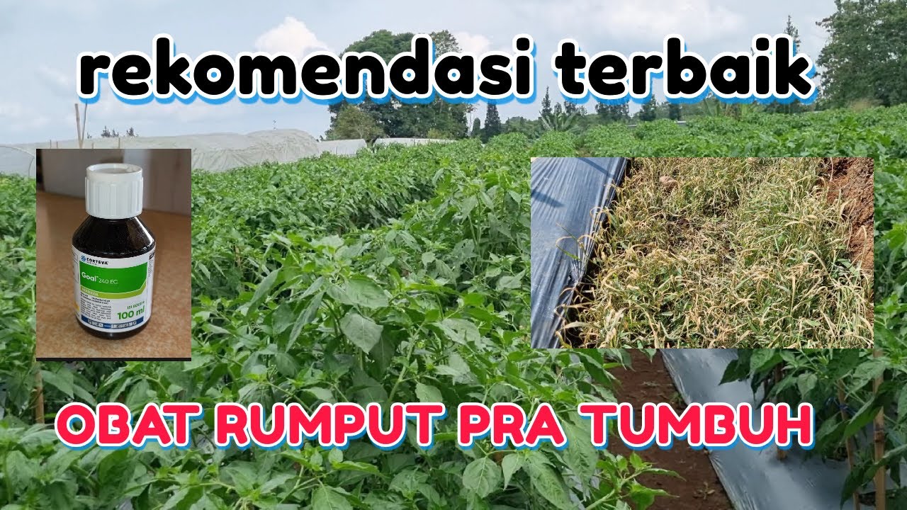 REKOMENDASI OBAT RUMPUT PRA TUMBUH UNTUK TANAMAN CABE || Aplikasi Herbisida pra Tumbuh, Gulma