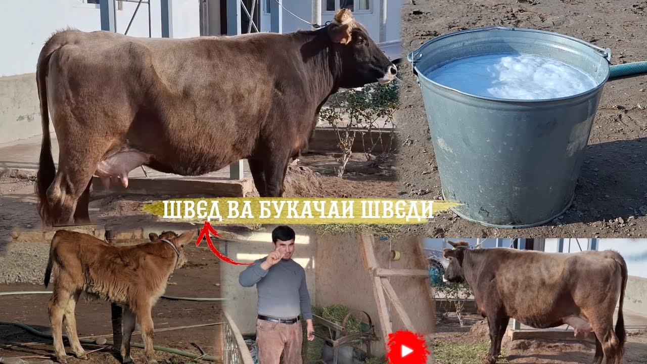 📢ШВЕДИ ШИРДОР ВА БУКАЧАДОР😱.ТЕЛ:+992 008 08 88 47👍🤙. 26 декабря 2025 г