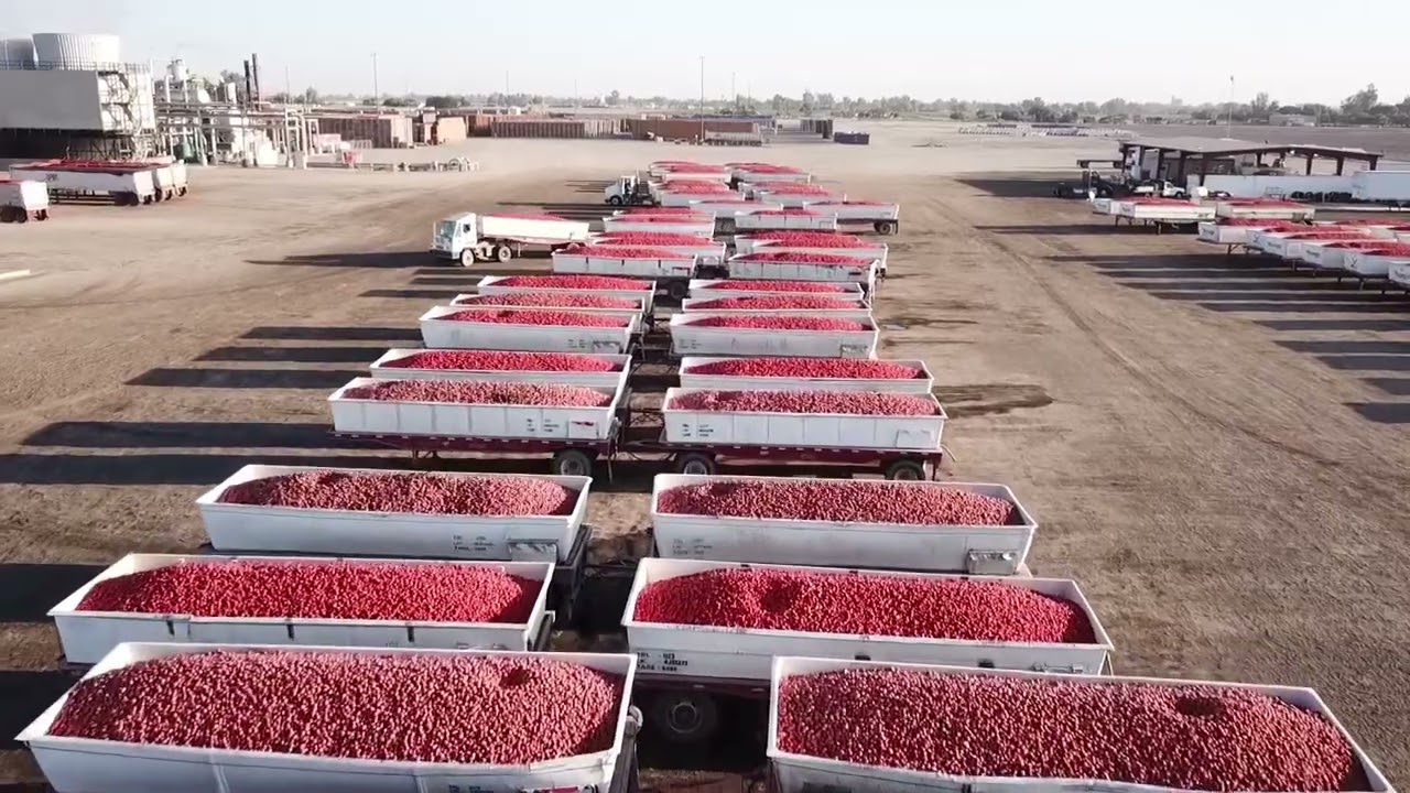 Young’s’s Tomato Season