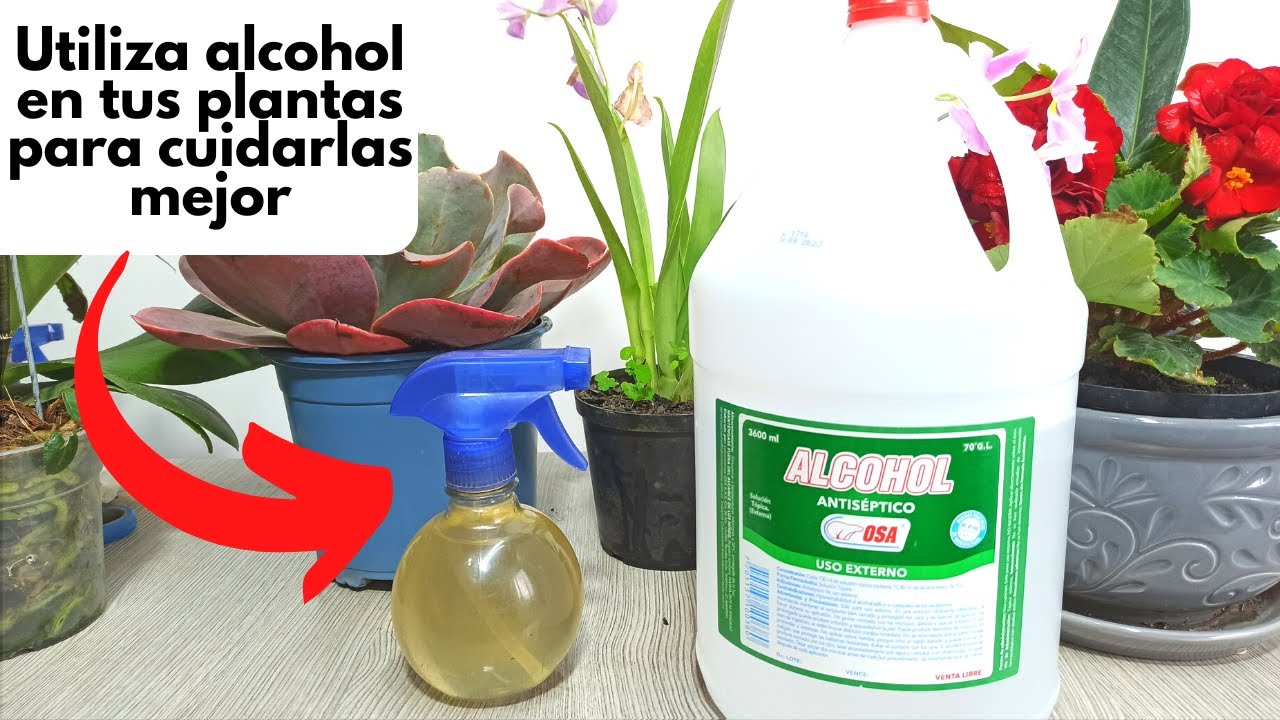 Beneficios de utilizar alcohol en tus plantas
