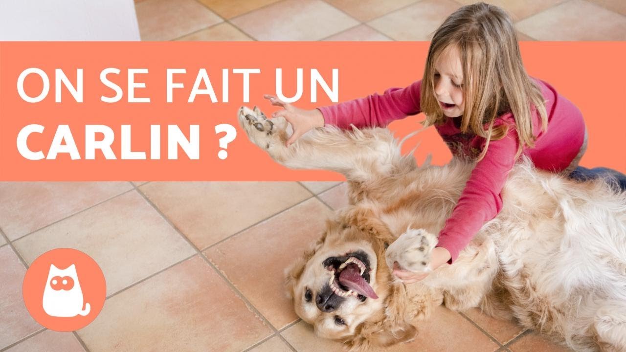 10 races de CHIEN LES PLUS AFFECTUEUSES