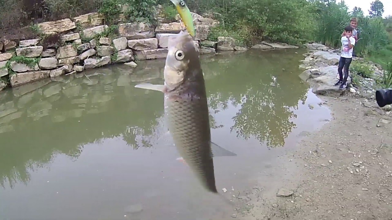 LRF AT ÇEK  KASNA AVI ( küçük balıkcı kardeşlerimizle güzel bir av oldu ) LRF mullet hunt