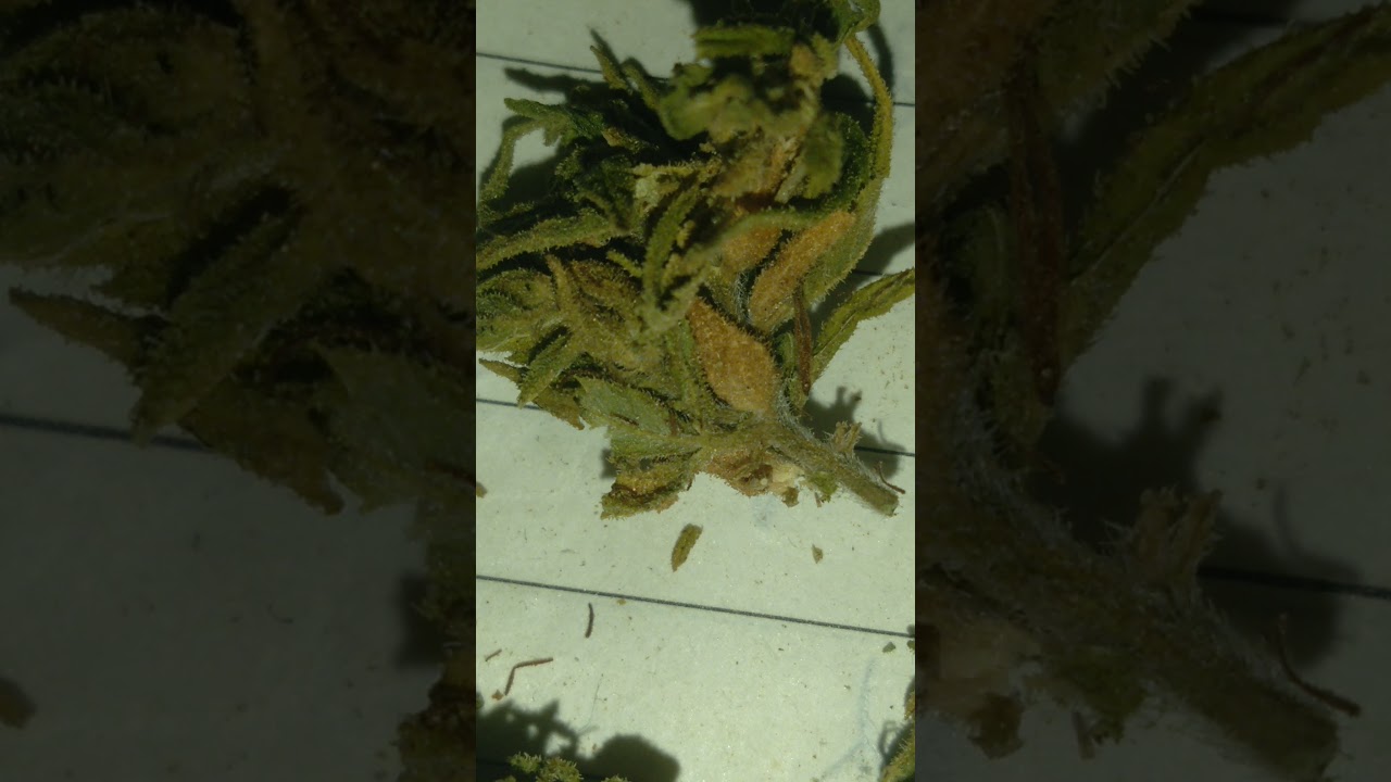 trichmome weed close up