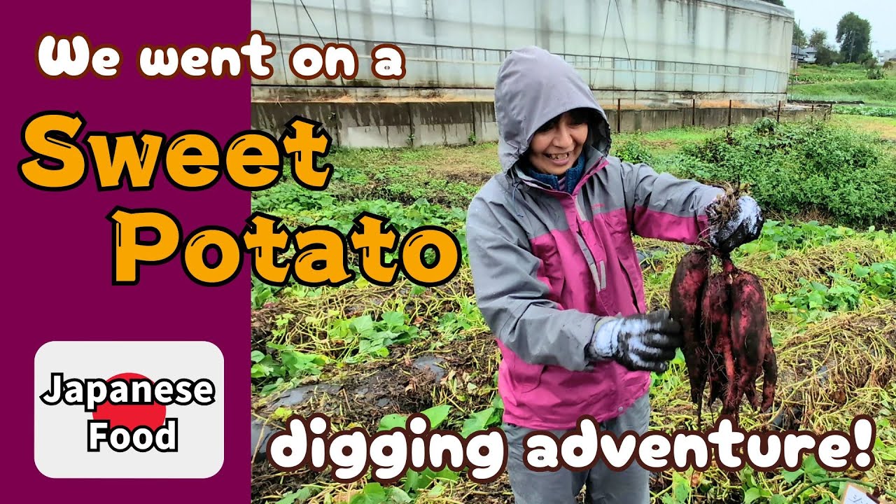 We went on a sweet potato digging adventure!  Imo hori in Japan!  #japanesefood #japaneseculture