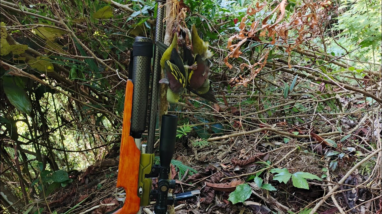Berburu punai ‼️nemu spot baru di dalam hutan