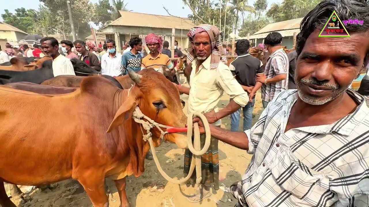 জামালপুরের পিংনা গরুর হাট থেকে রমজান ঈদকে টার্গেট করে হাট সেরা ষাঁড় গরু দাম। গ্রামীণ হাট বাজার। 