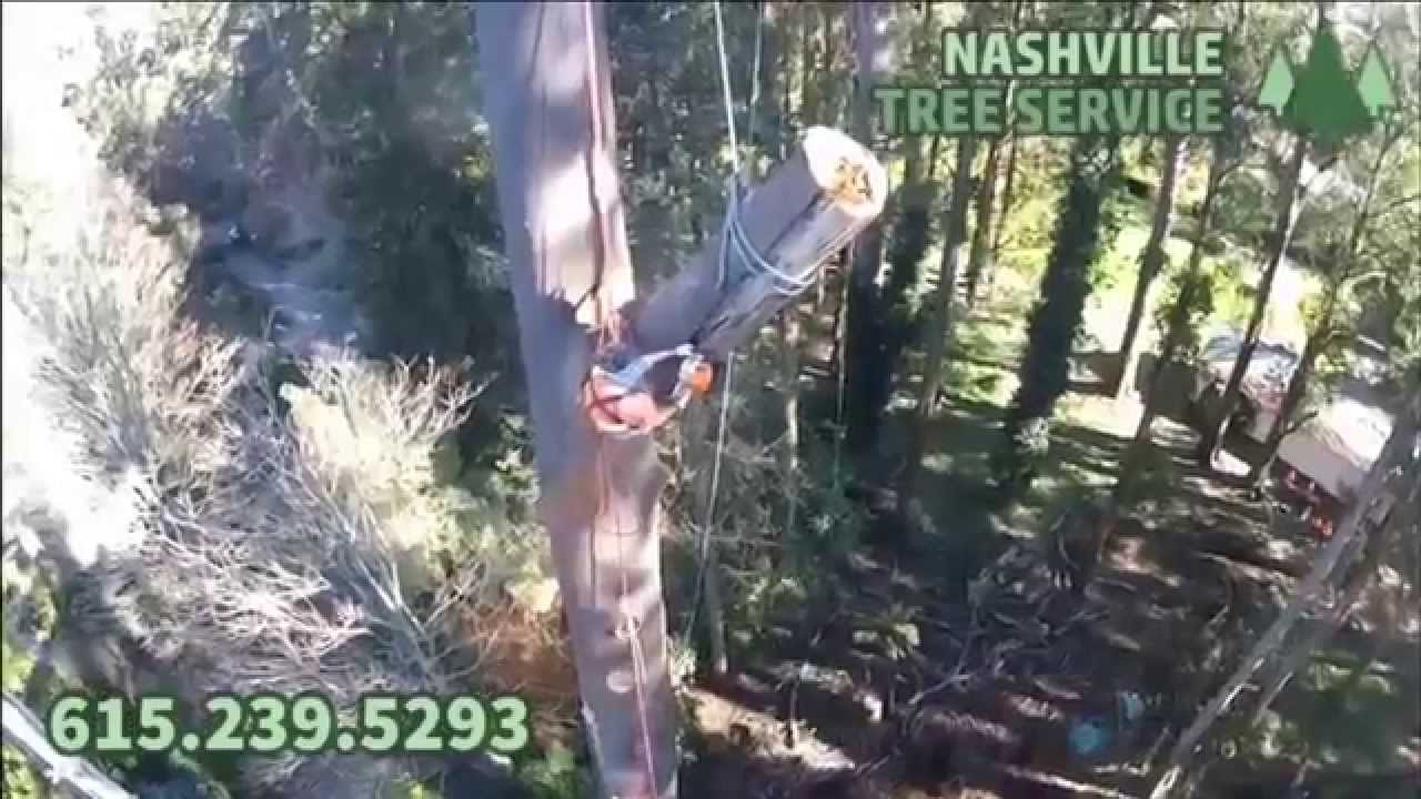 Technical Tree Removal Nashville Tennessee