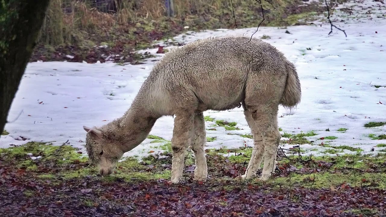 DIE LAMAS AM  FINOWKANAL