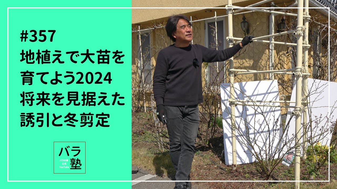 #357 地植えで大苗を育てよう2024 将来を見据えた誘引と冬剪定
