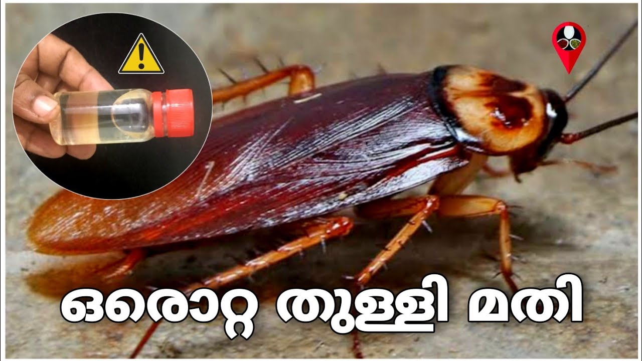 വിഷമില്ലാതെ പാറ്റയെയും ഈച്ചയേയും തുരത്താൻ ഇതൊരു തുള്ളി മതി | Get rid of cockroaches and flies easly