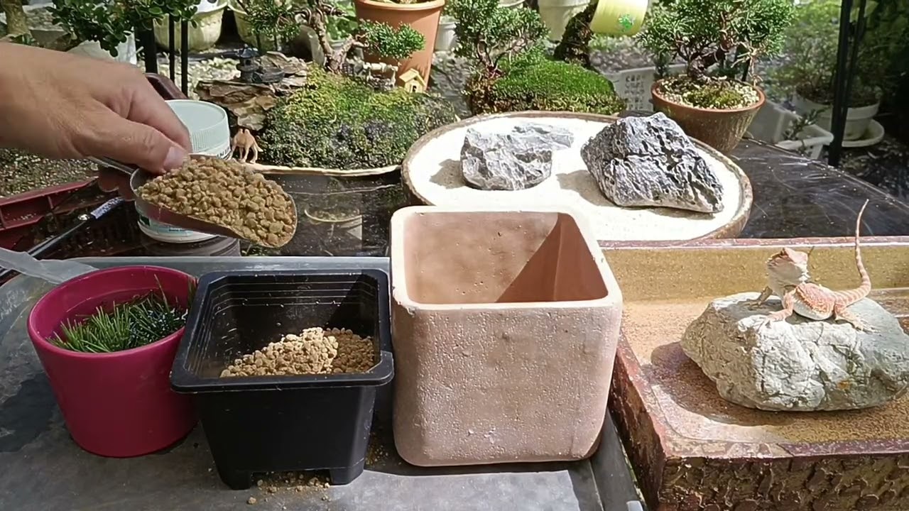 Propagation of Japanese Black Pine Cuttings