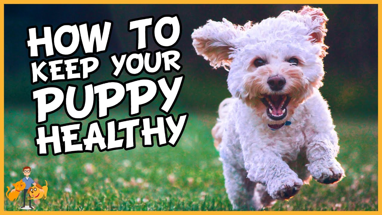 Essential Puppy Care: How to Keep a Puppy Healthy in 9 Simple Steps - Dog Health Vet Advice