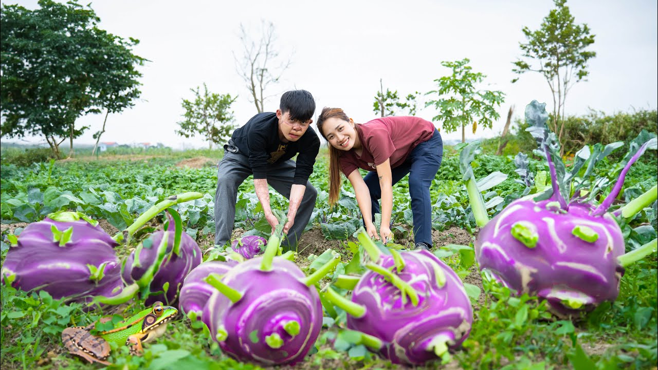 Harvest Purple Kohlrabi| The New Kohlrabi Variety The Most Popular Today - Goes To The Market Sell