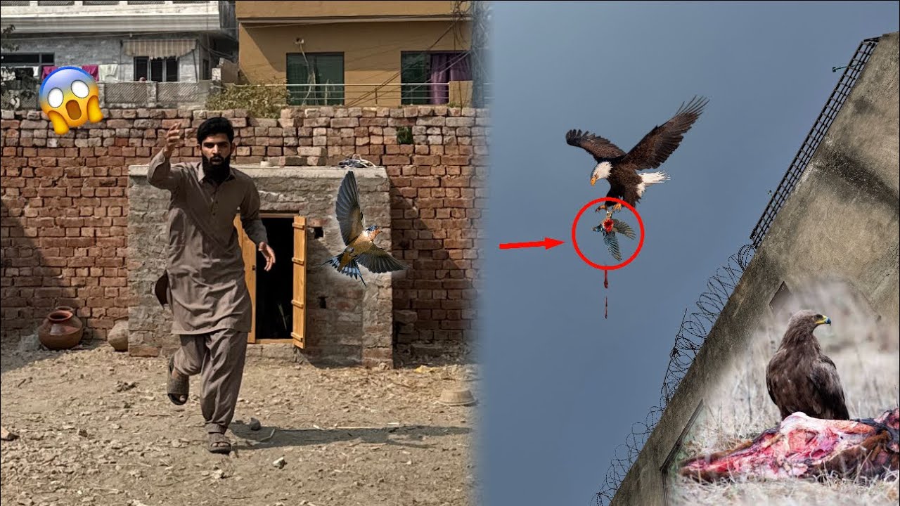 Eagle Attack on my bird 😭 batair kha gai 😡