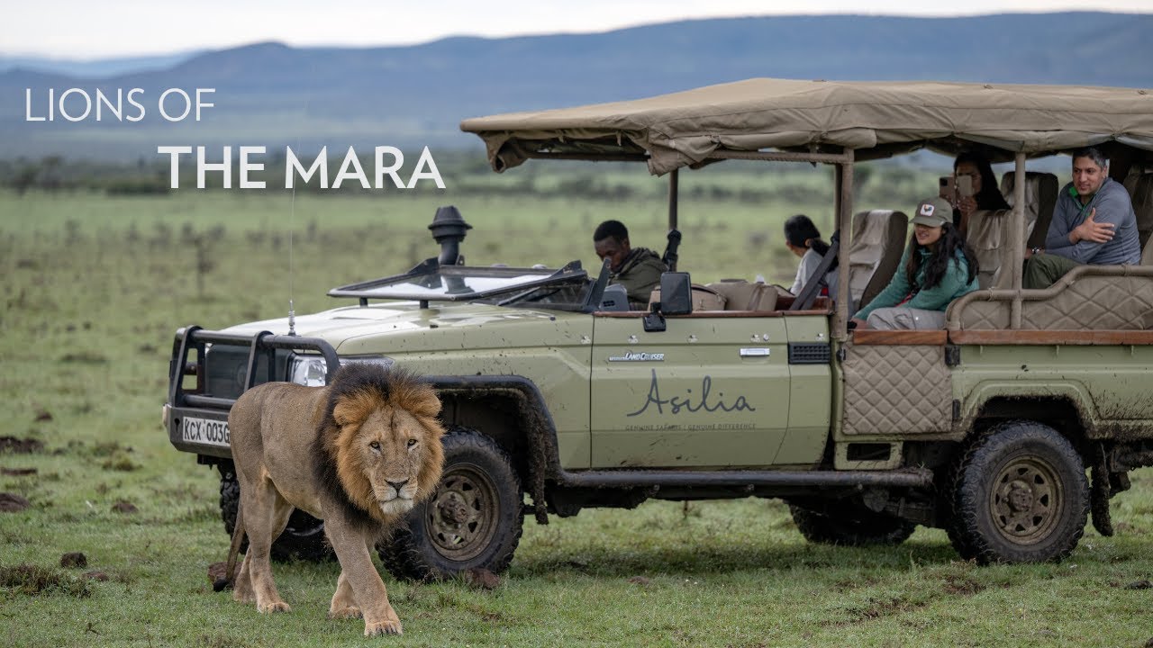 Lion numbers are on the rise in Greater Masai Mara | Naboisho Conservancy, Kenya, East Africa Safari