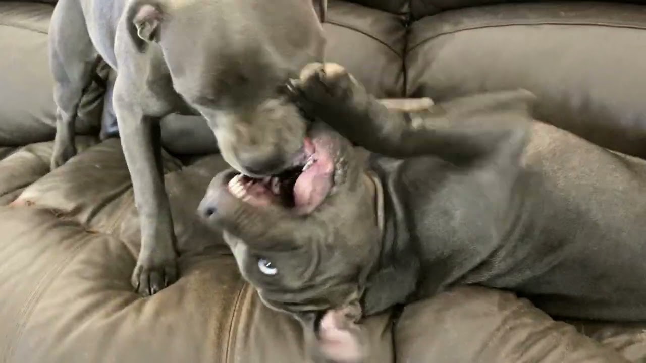 BLUE BLACK STAFFY 🧬 JOY AND MITCH AS PUPS PLAYING