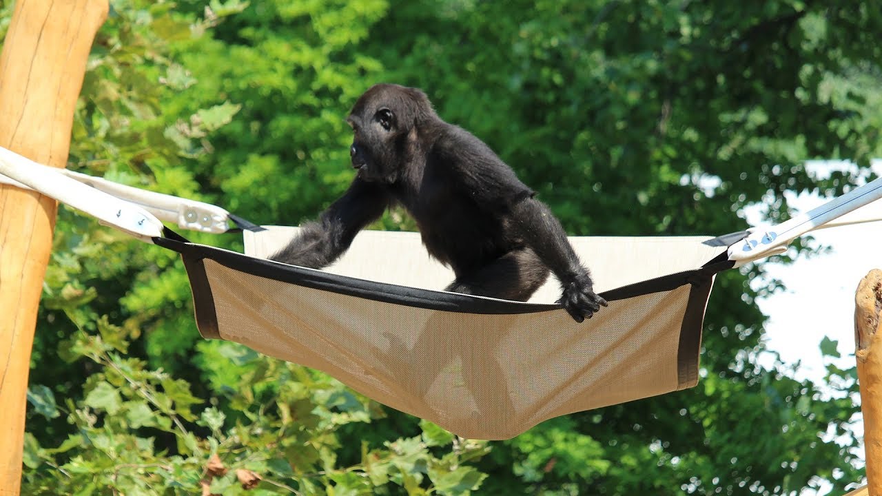Philadelphia Zoo's Gorillas get a new Treehouse