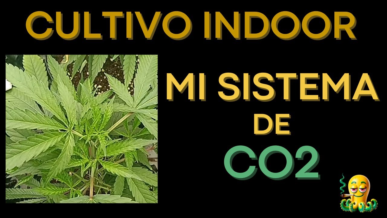 💨 CULTIVO INDOOR - MI SISTEMA DE CO2💨