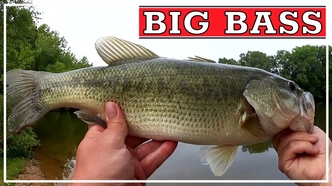 Topwater or Texas Rig? Which Fishing Lure Catches The Big Bass?