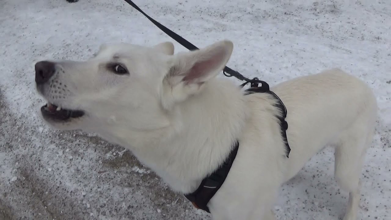 Remmirähinän pois kouluttaminen, vieraille haukkuminen, Koirakoulu Homeetta