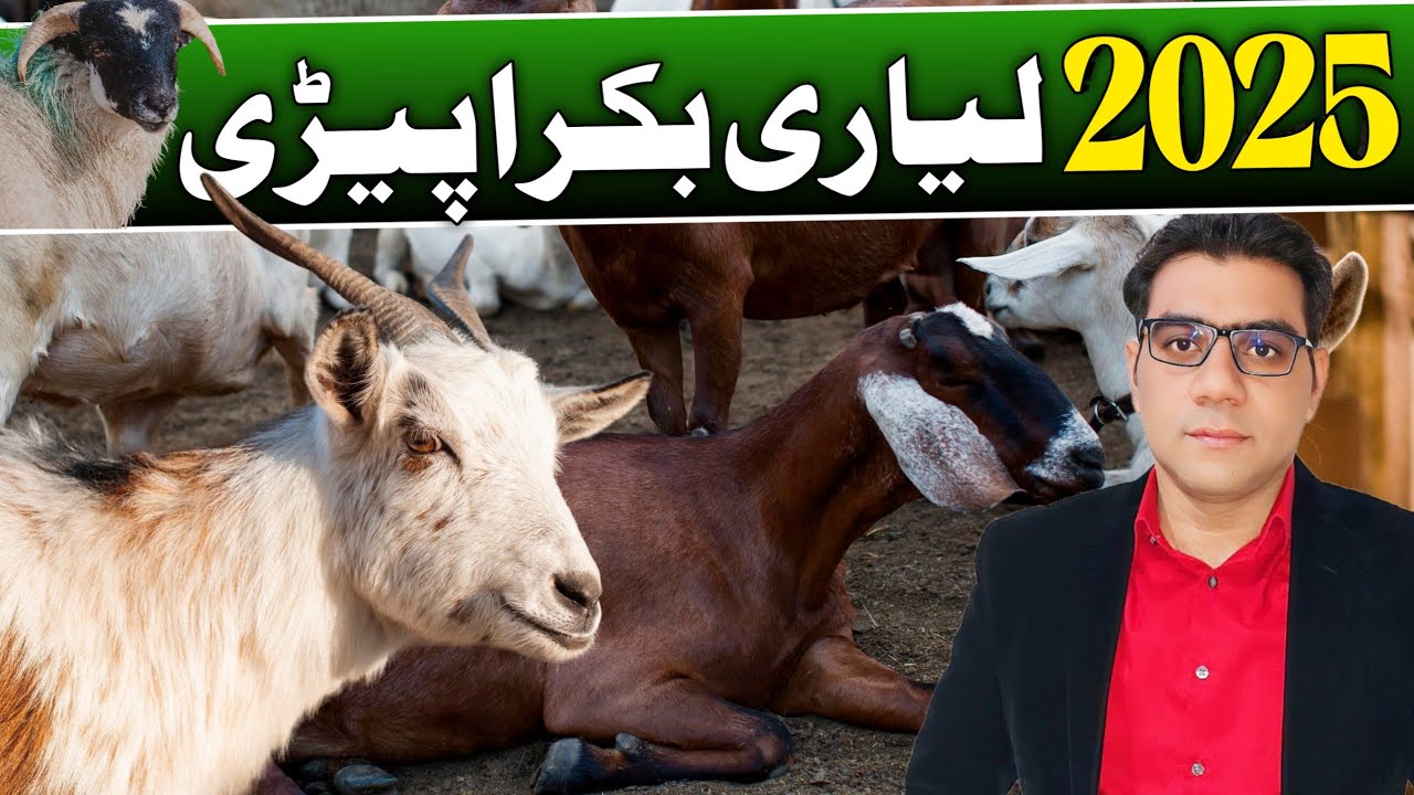 bakra mandi karachi 2025 | lyari bakra mandi latest update 2025@Rizwan 3.0 Official