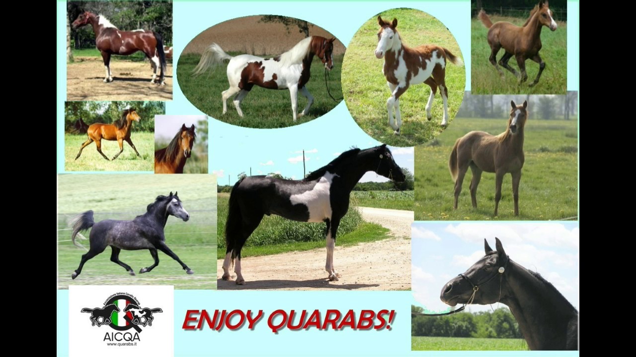 Il cavallo Quarab