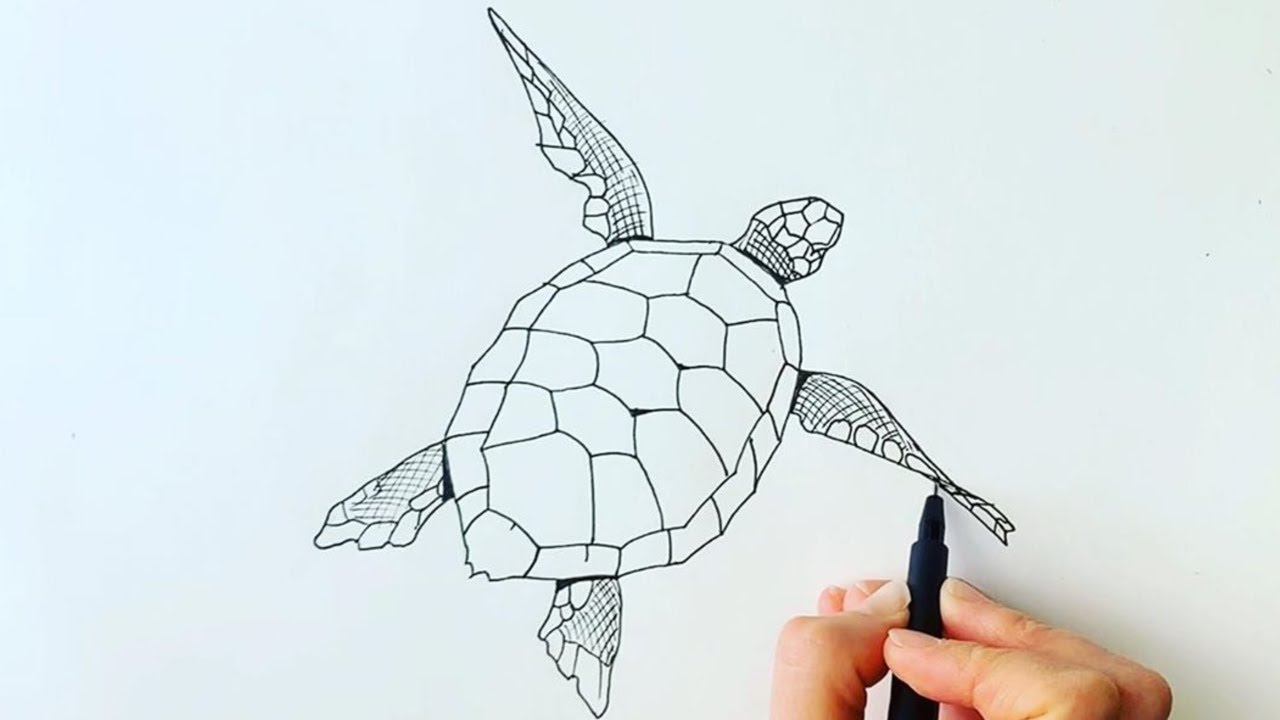 Как нарисовать черепаху