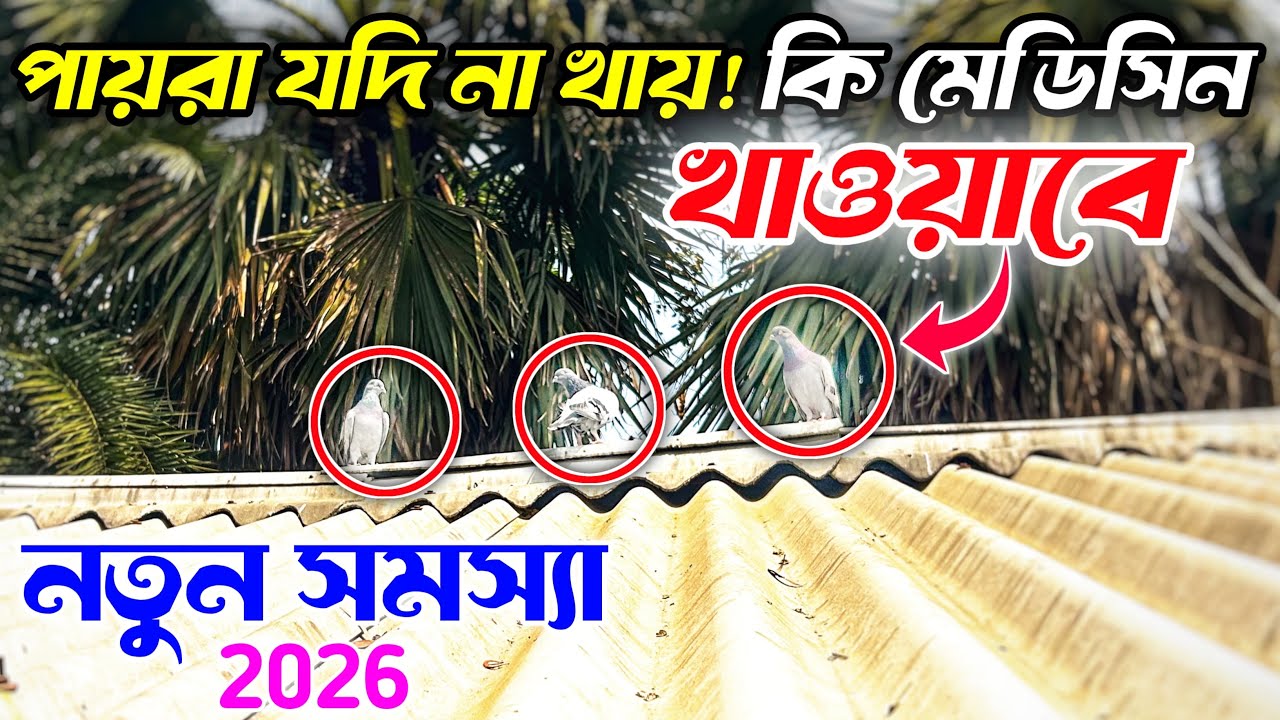 পায়রা যদি না খেলে কি মেডিসিন খাওয়াবে 🤔 নিউ টিপস ভিডিও ২০২৬ 🎥 নিউ পায়রার ভিডিও 🐦 নিউ পায়রার ভিডিও
