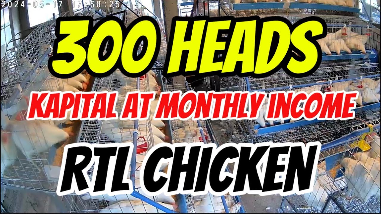 MAGKANO NGA BA ANG CAPITAL AND MONTHLY INCOME NG 300 HEADS RTL CHICKEN