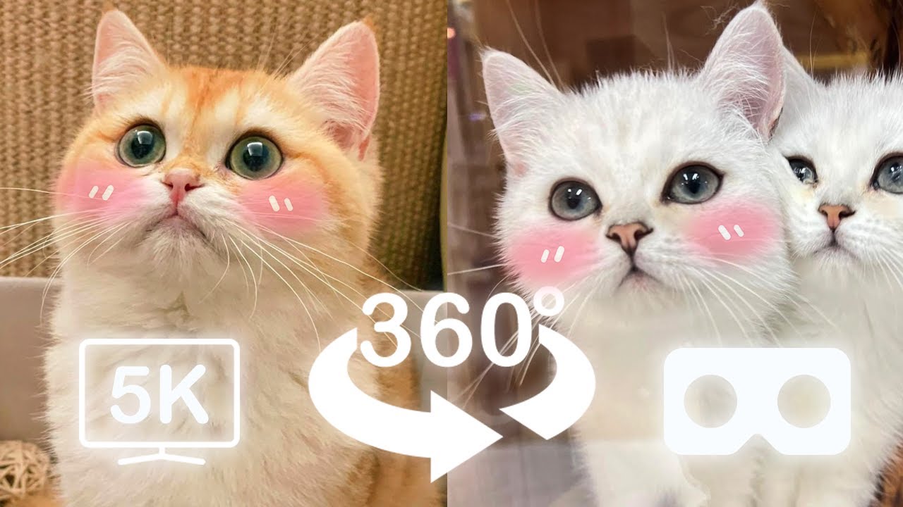 360&deg; VR Cute Baby Cats Kissing You