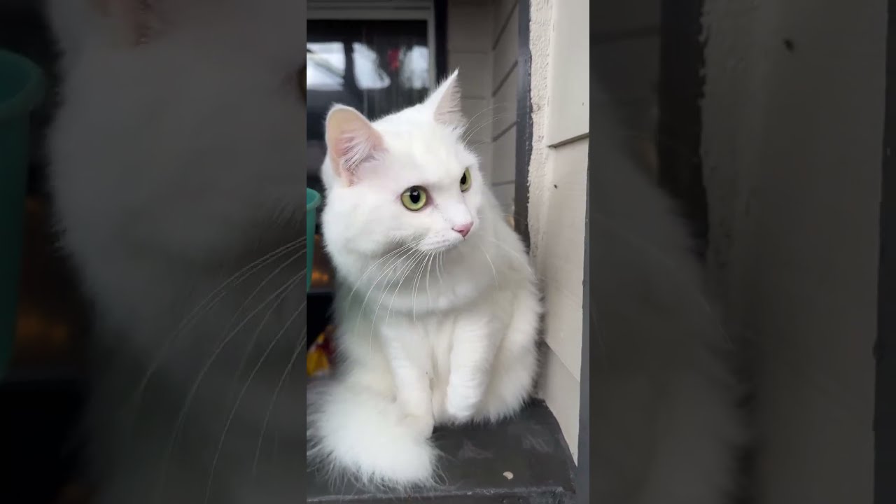 Meowdventure is live!