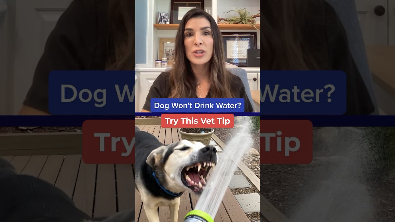 Dog Won&rsquo;t Drink Water? Try This Vet Tip 💧🐶 #shorts