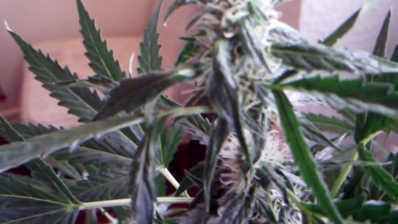Lowryder 90w Ufo LED Grow Day 60 ( Buddha Seed Bank - Deimos )