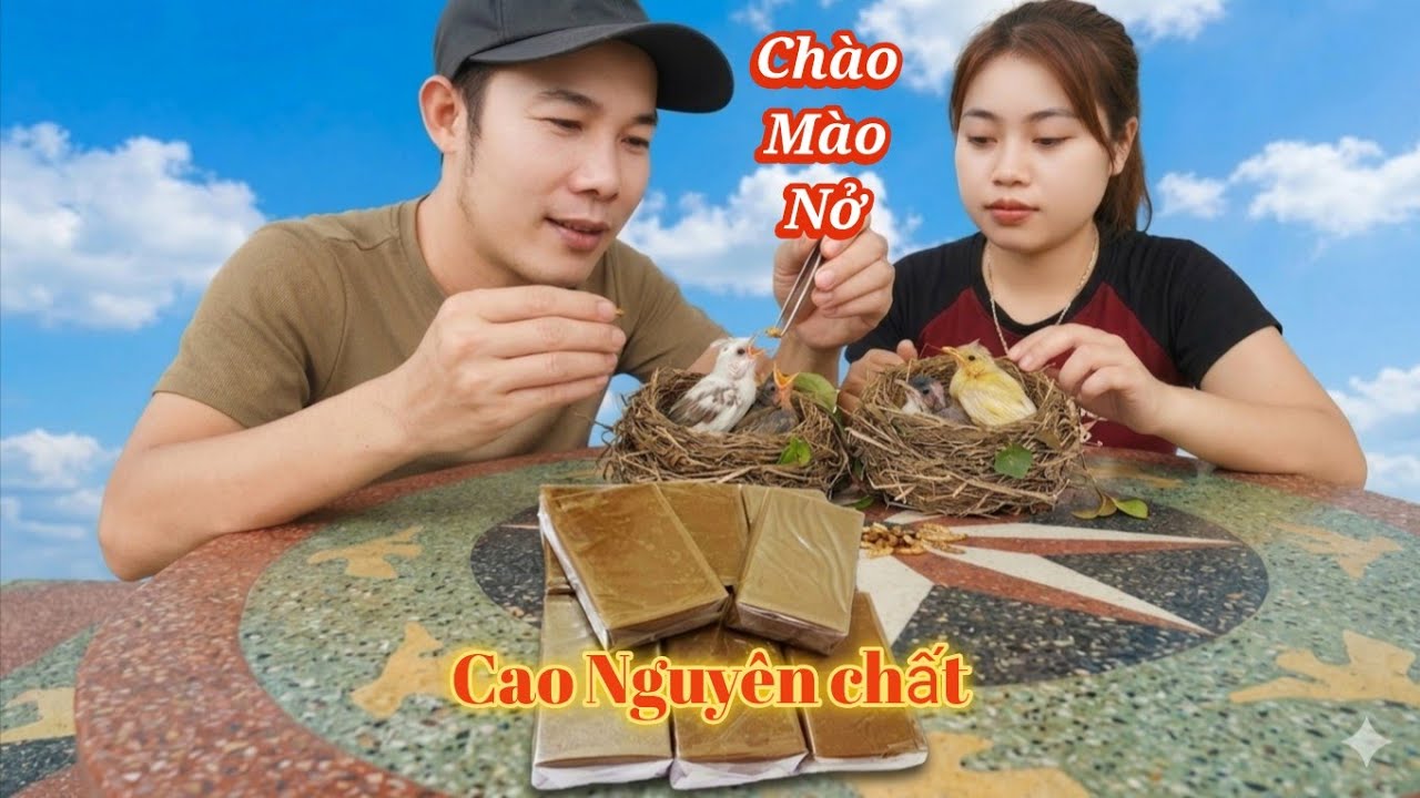 Đang Đóng Hộp Cao Thì Bất Ngờ 2 Ổ Chim Bạch Nở Cùng Lúc / HIỆP CUỘI TV