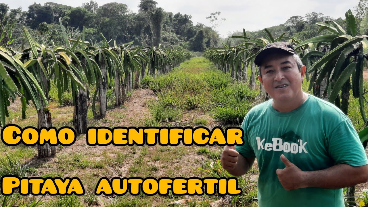COMO IDENTIFICAR UMA PITAYA AUTOFERTIL