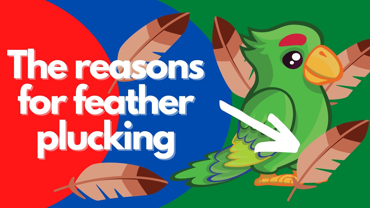 Feather picking in parrots | A veterinarian explains why parrots do it